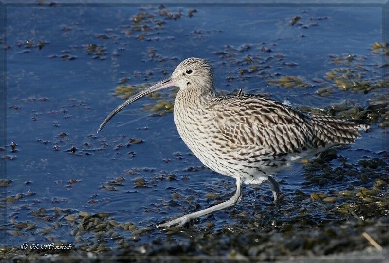 Eurasian Curlew