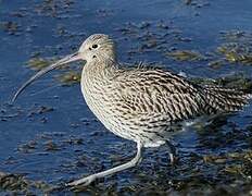 Eurasian Curlew