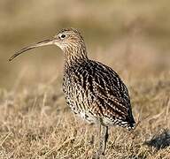 Eurasian Curlew