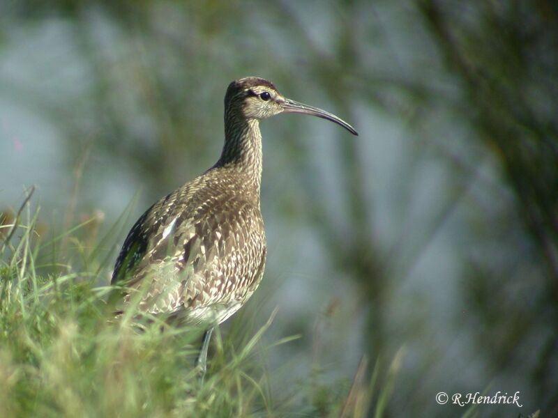 Eurasian Whimbrel