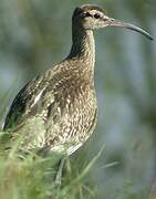 Eurasian Whimbrel