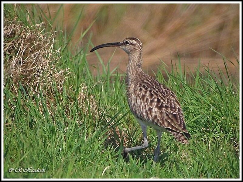 Eurasian Whimbrel