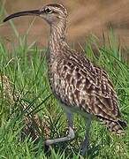 Eurasian Whimbrel