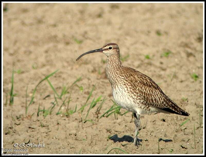 Eurasian Whimbrel