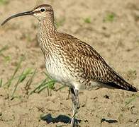 Eurasian Whimbrel