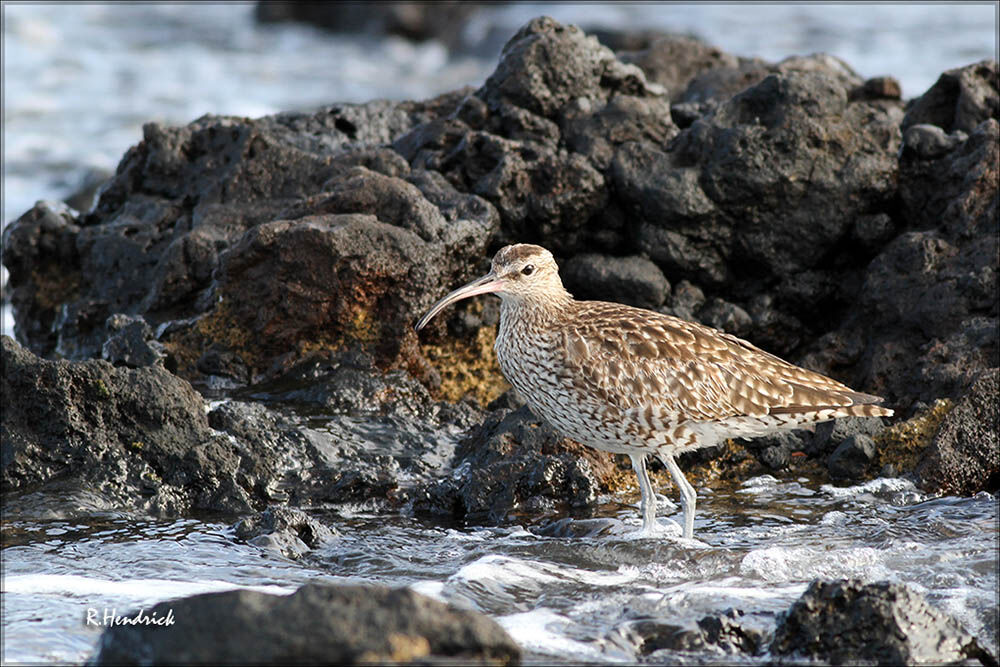 Eurasian Whimbrel