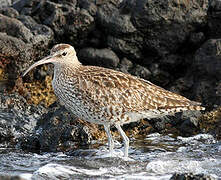 Eurasian Whimbrel