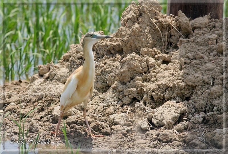 Squacco Heron