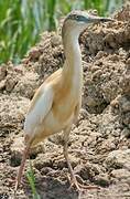 Squacco Heron