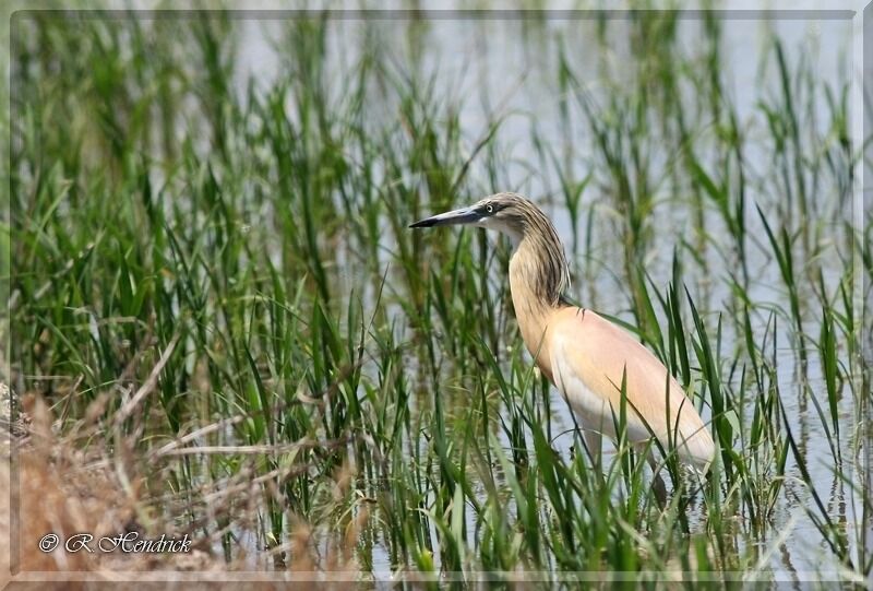 Squacco Heron