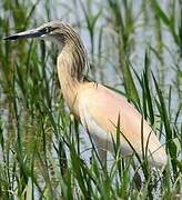 Squacco Heron