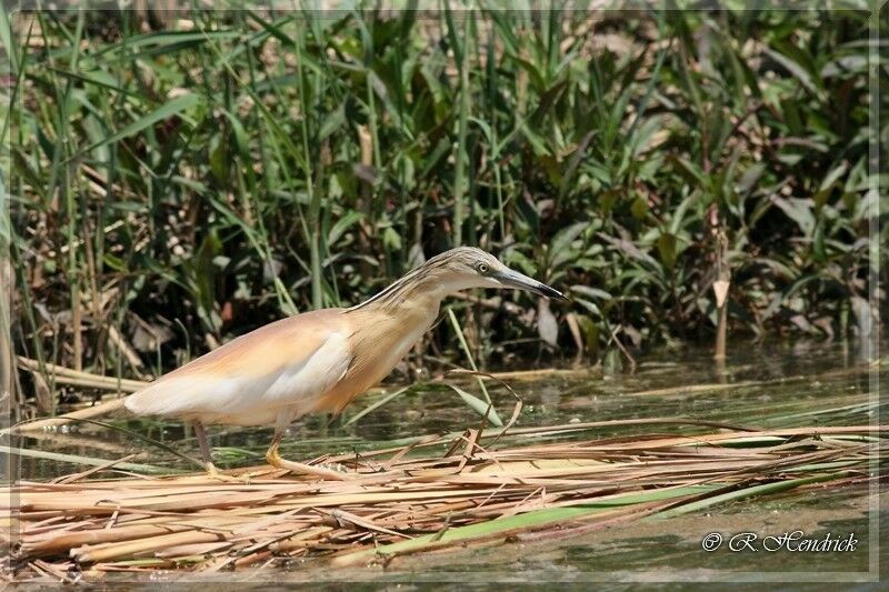 Squacco Heron