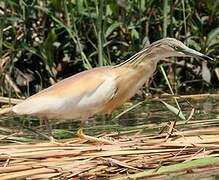 Squacco Heron