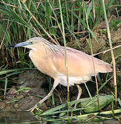 Squacco Heron