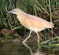 Squacco Heron