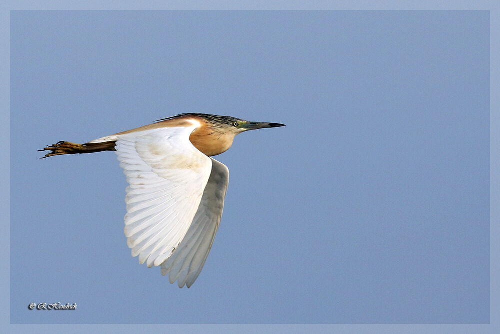 Squacco Heron