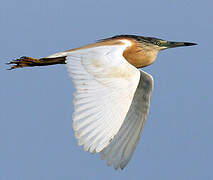 Squacco Heron