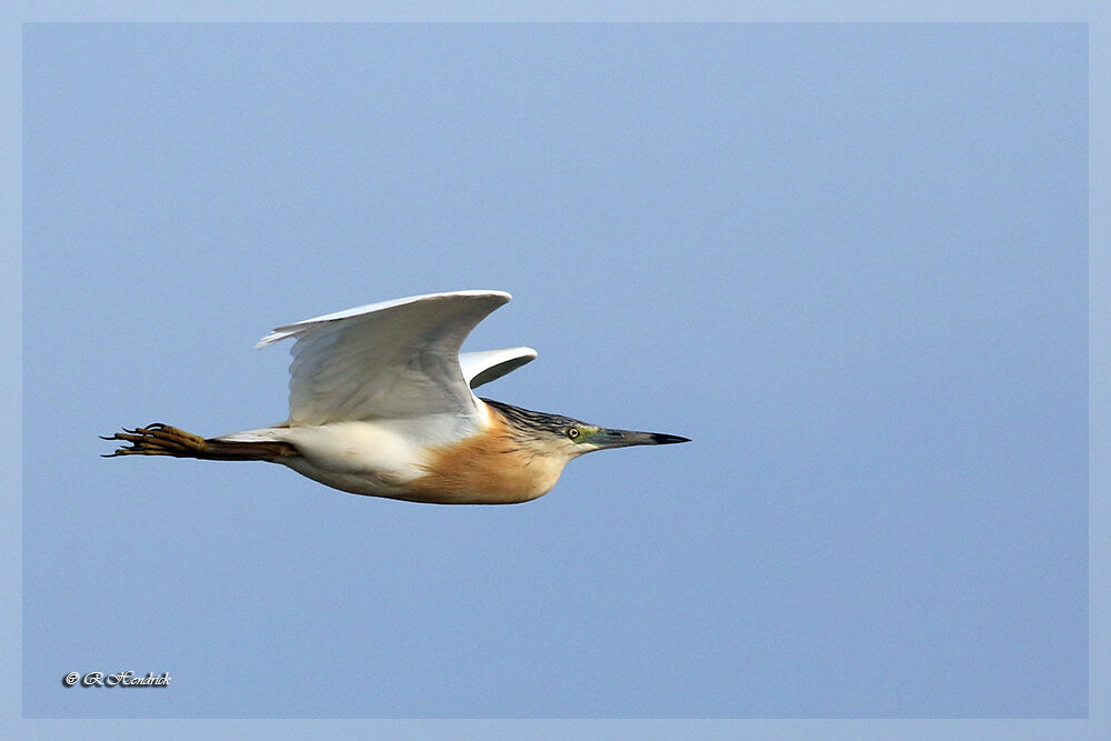 Squacco Heron