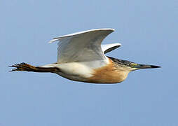 Squacco Heron