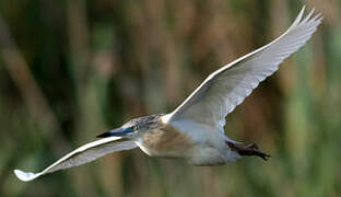 Squacco Heron