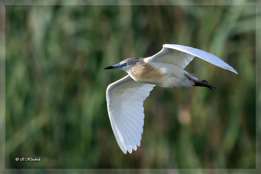 Squacco Heron