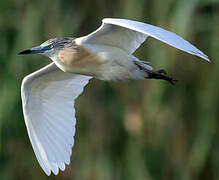 Squacco Heron