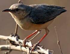 Long-billed Crombec