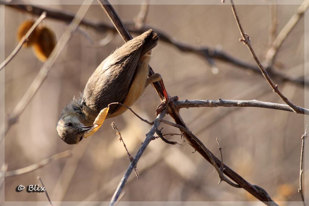 Long-billed Crombec