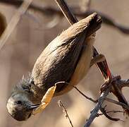 Long-billed Crombec