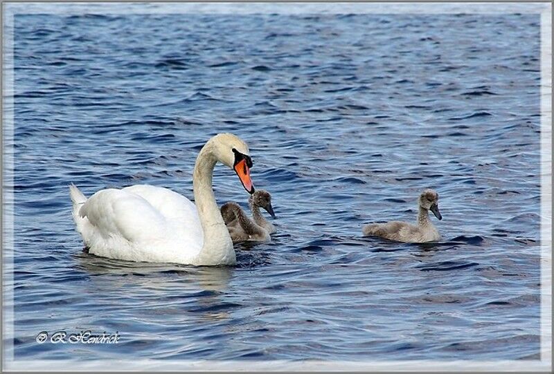 Mute Swan