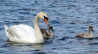 Mute Swan