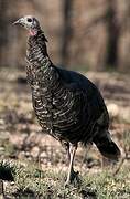 Wild Turkey