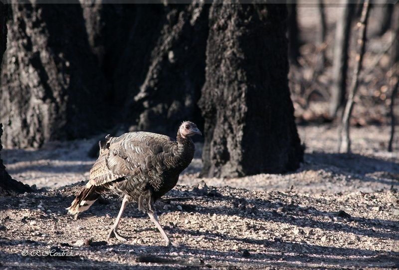 Wild Turkey