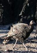 Wild Turkey