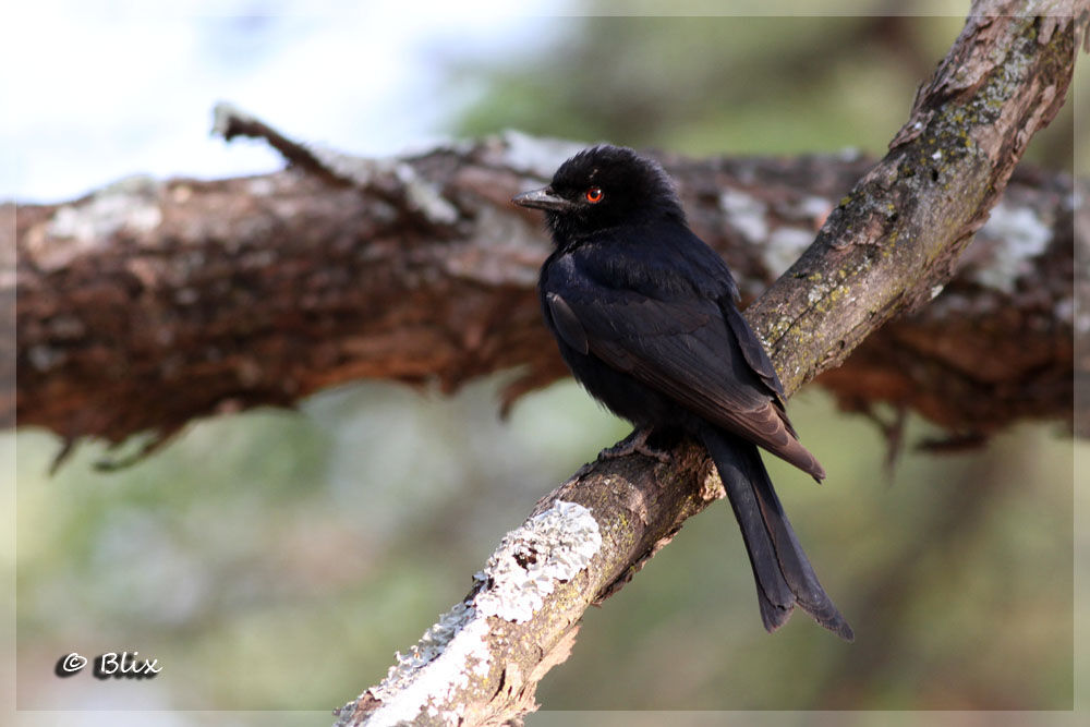 Fork-tailed Drongo