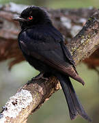 Fork-tailed Drongo