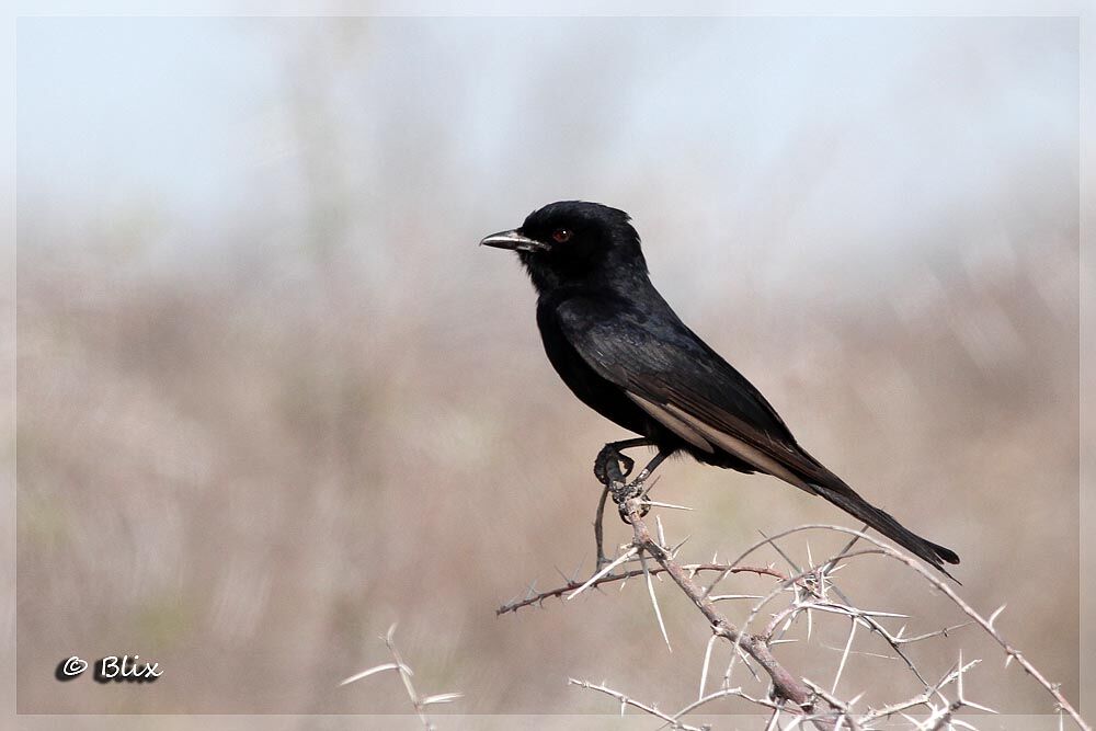 Fork-tailed Drongo