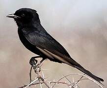 Fork-tailed Drongo