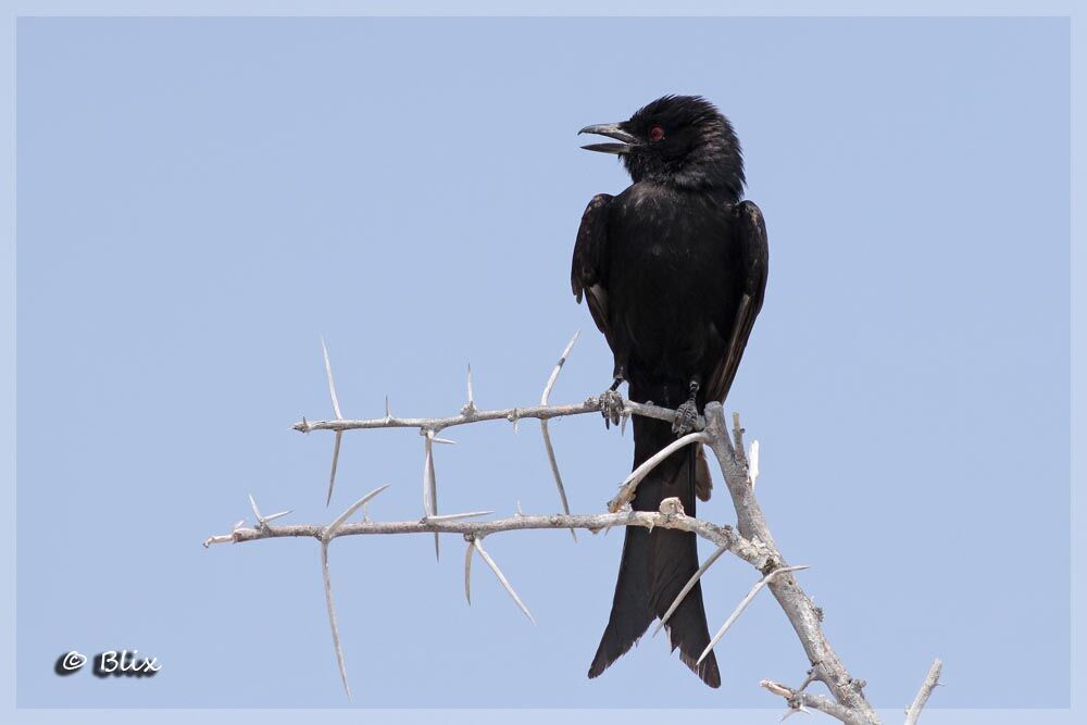 Fork-tailed Drongo