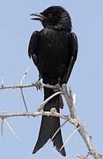 Fork-tailed Drongo