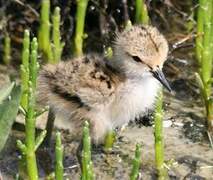 Black-winged Stilt