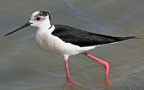 Black-winged Stilt