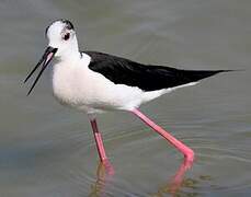 Black-winged Stilt