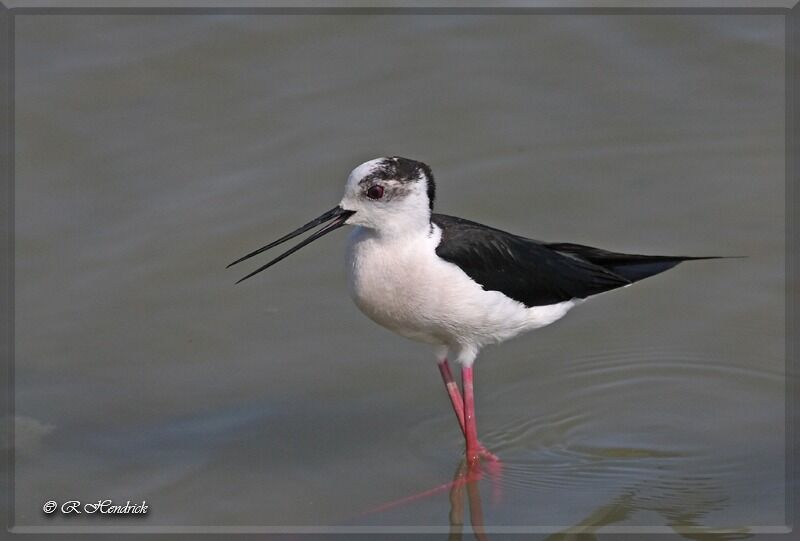 Black-winged Stilt