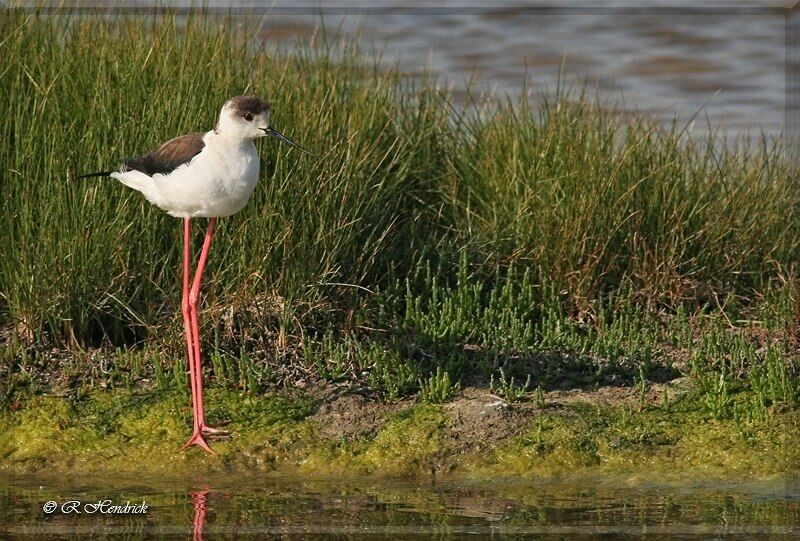 Échasse blanche