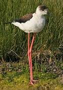 Black-winged Stilt