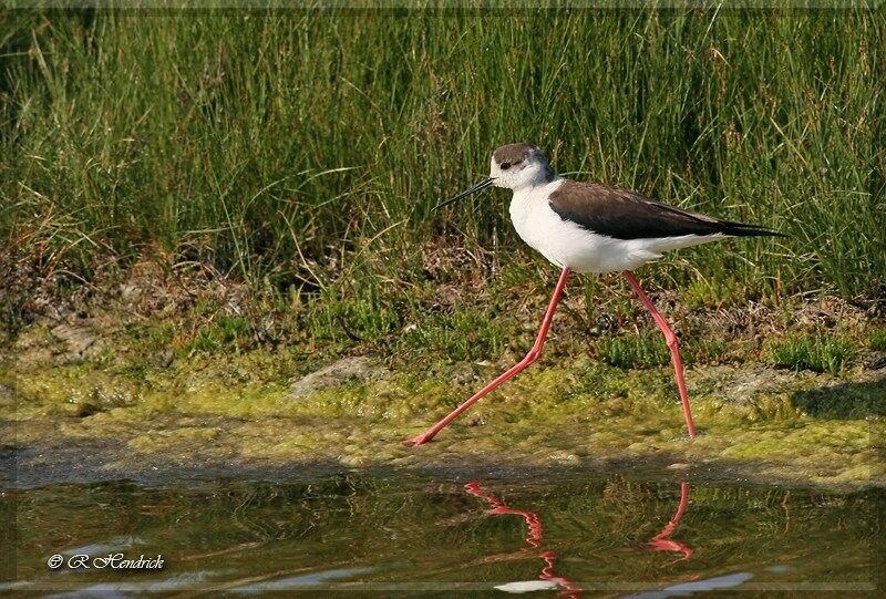 Échasse blanche