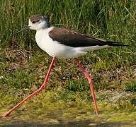 Black-winged Stilt