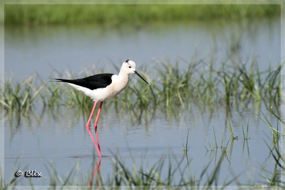 Black-winged Stilt