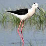 Black-winged Stilt